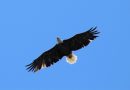 Chippewa National Forest Eagles