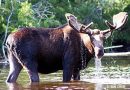 Moose Population