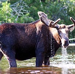 Moose Population
