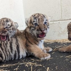 Minnesota Zoo Celebrates Birth of Rare Amure Tiger Cubs