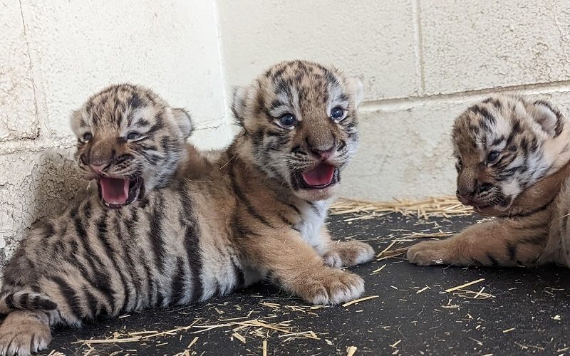 Minnesota Zoo Celebrates Birth of Rare Amure Tiger Cubs
