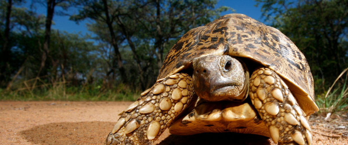 Turtles and Tortoises Challenge Evolutionary Theories of Aging