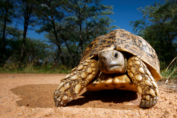 Turtles and Tortoises Challenge Evolutionary Theories of Aging