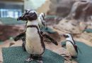 Como Park Zoo Penguins