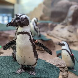 Como Park Zoo Penguins