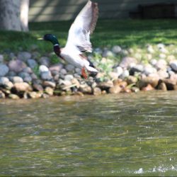 Minnesota’s Regular Waterfowl Season