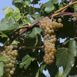 Disease-Resistant Grapes