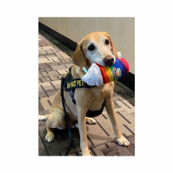 TSA announces Minneapolis-St. Paul International Airport (MSP) Passenger Screening Canine Eebbers Voted the “2022 Cutest Canine”