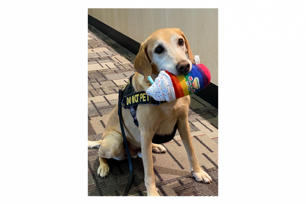 TSA announces Minneapolis-St. Paul International Airport (MSP) Passenger Screening Canine Eebbers Voted the “2022 Cutest Canine”