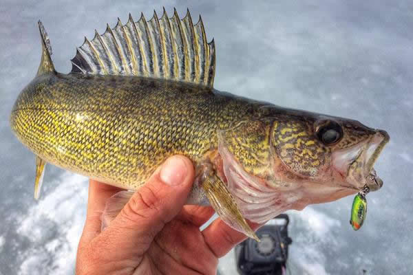 Mille Lacs Lake Winter Anglers Can Harvest One Walleye Starting Dec. 1
