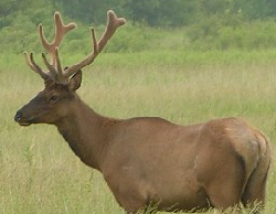 Elk Surveys Northwest Minnesota