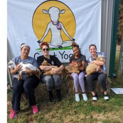 Original Goat Yoga Opens New Location in Plymouth: The Ultimate Farm Yoga Experience