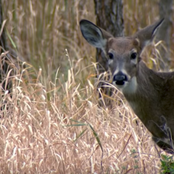 Deer Feeding and Attractant Bans