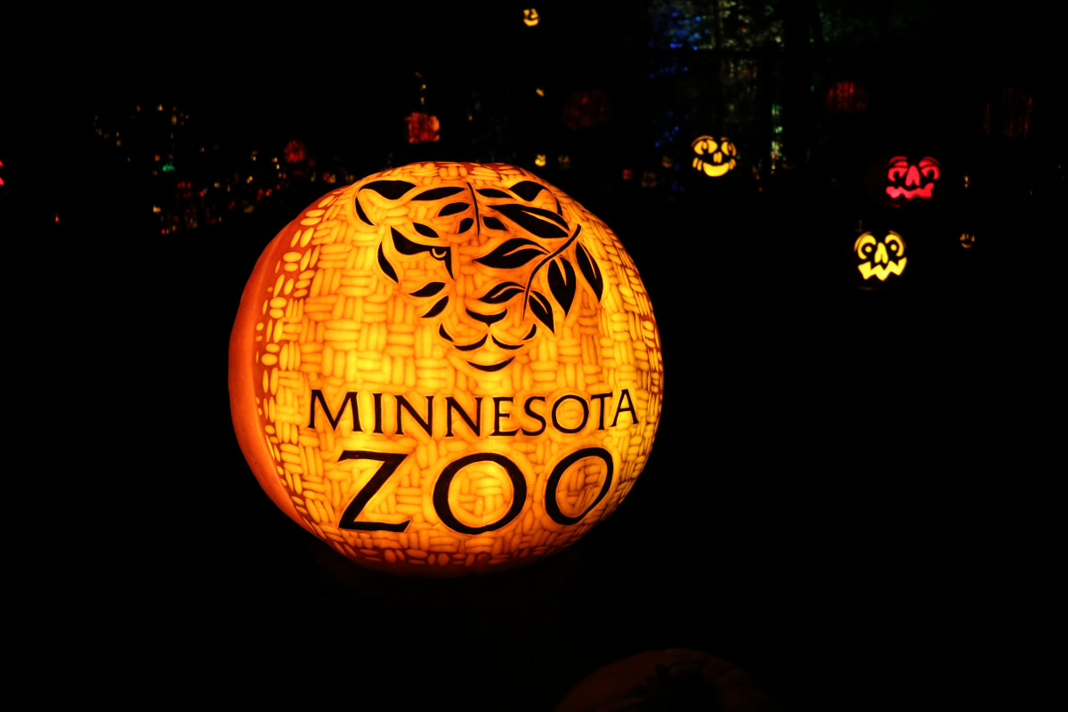 Jack-O-Lantern Spectacular Minnesota Zoo