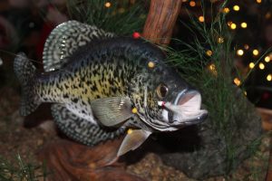 Minnesota DNR Record Fish Program