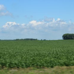 northern-grown soybeans